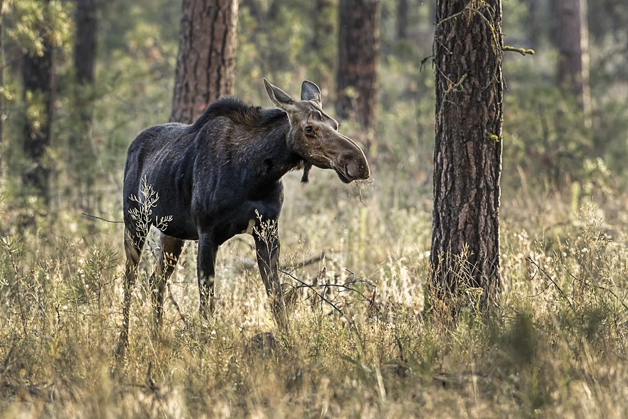 cow moose