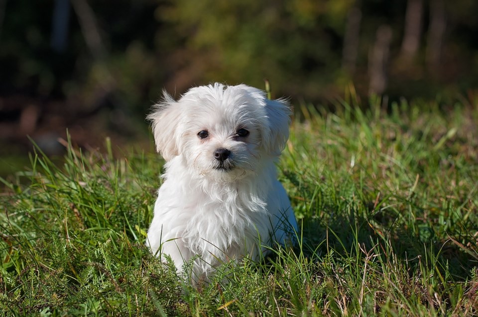 stock photo dog