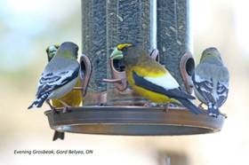 Birds