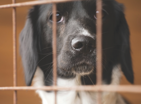 Shelter Dog