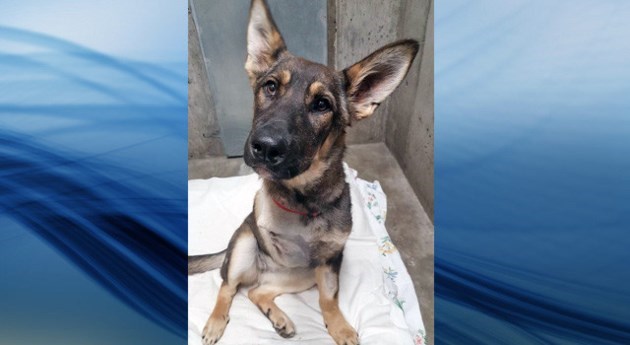 'Chilli' after receiving surgery from falling out of a pick up truck near Williams Lake (via BC SPCA