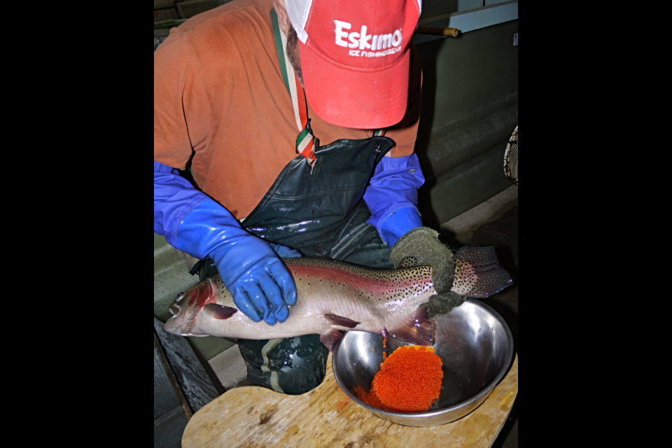 Spawning a rainbow female. Submitted Photo Fort Qu’Appelle Fish Culture Station