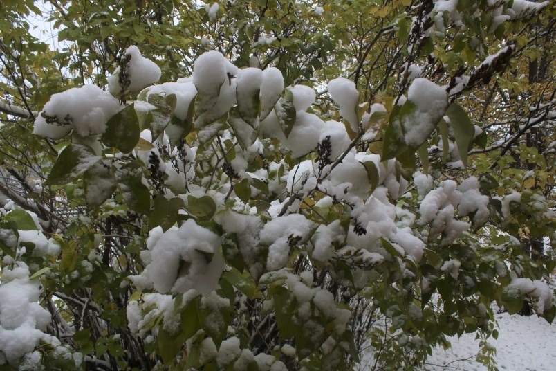 winter