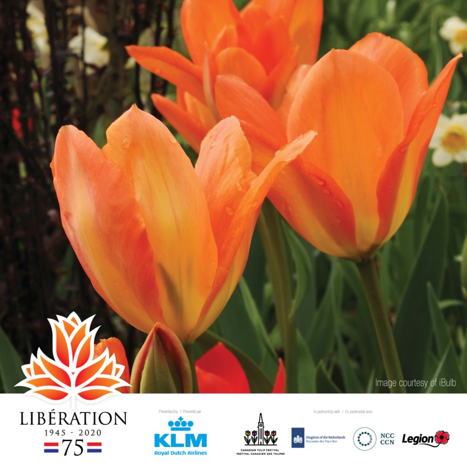 liberation tulip