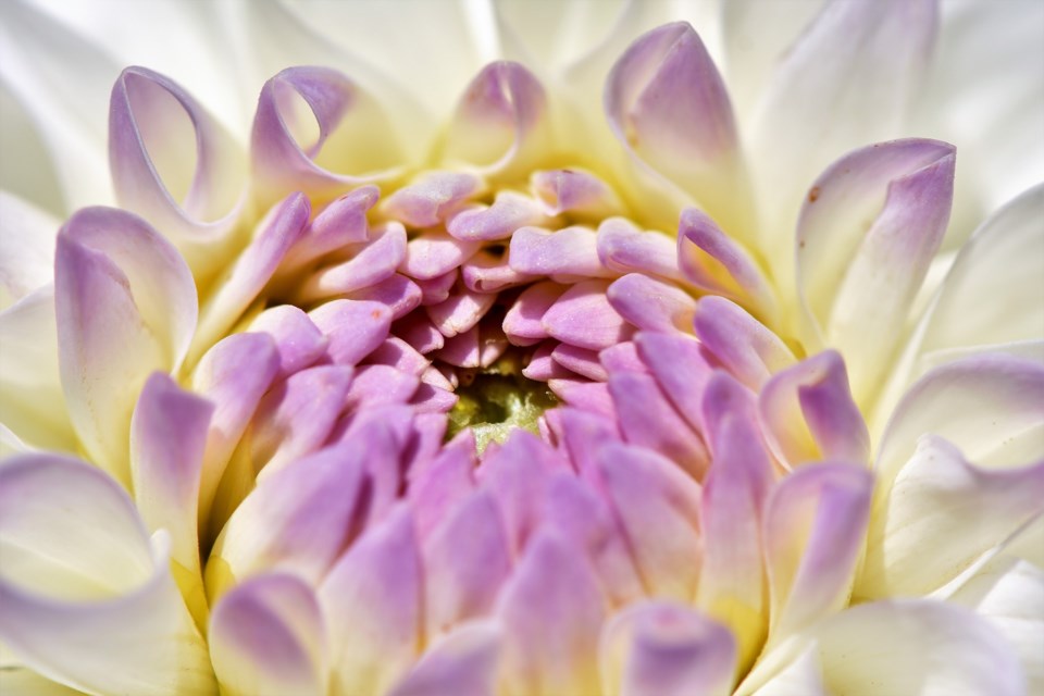 dahlia