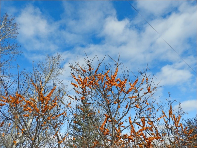 Photos - Waxwings cleaning up_0