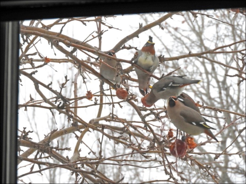 Photos - Waxwings cleaning up_1