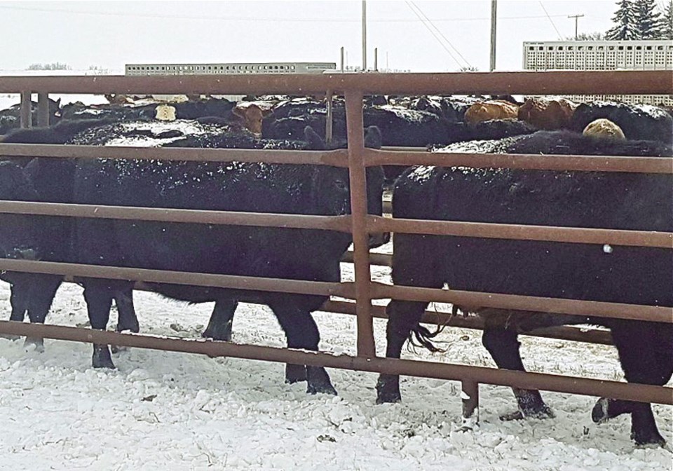Stoughton cattle