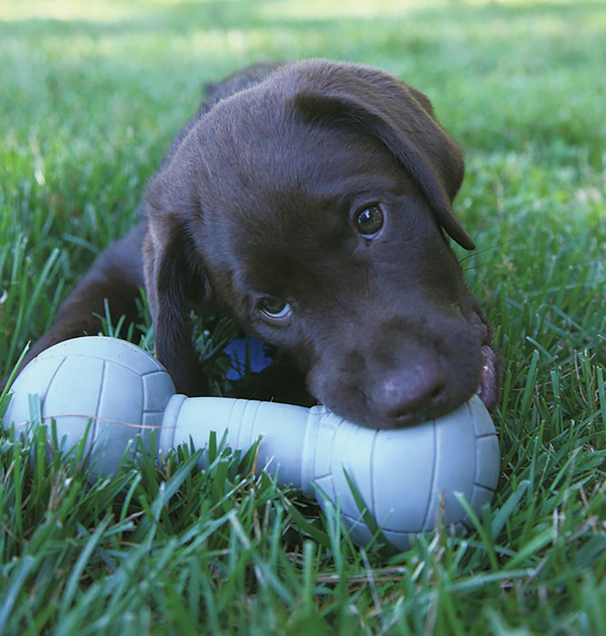 active puppy