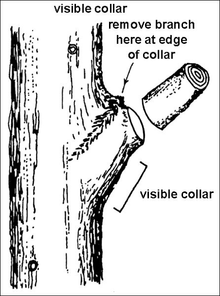 Utility line clearing – The problems and solutions_4