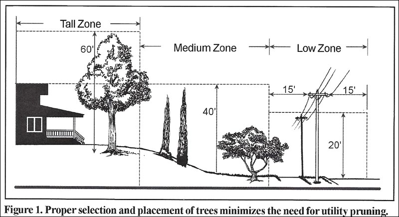 Utility line clearing – The problems and solutions_5