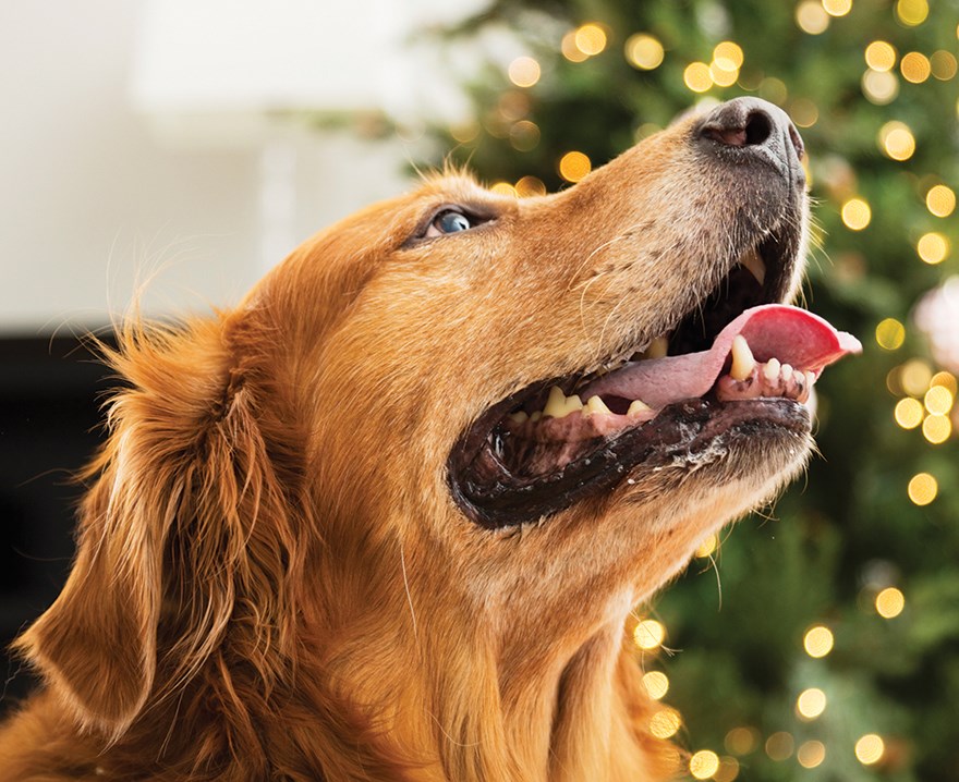holiday entertaining