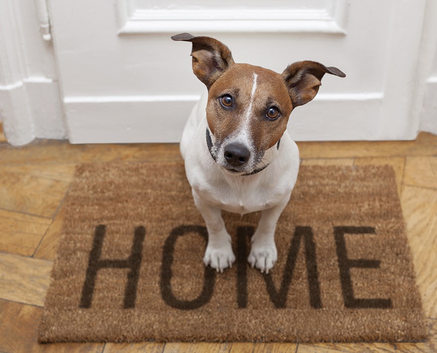 pet doors