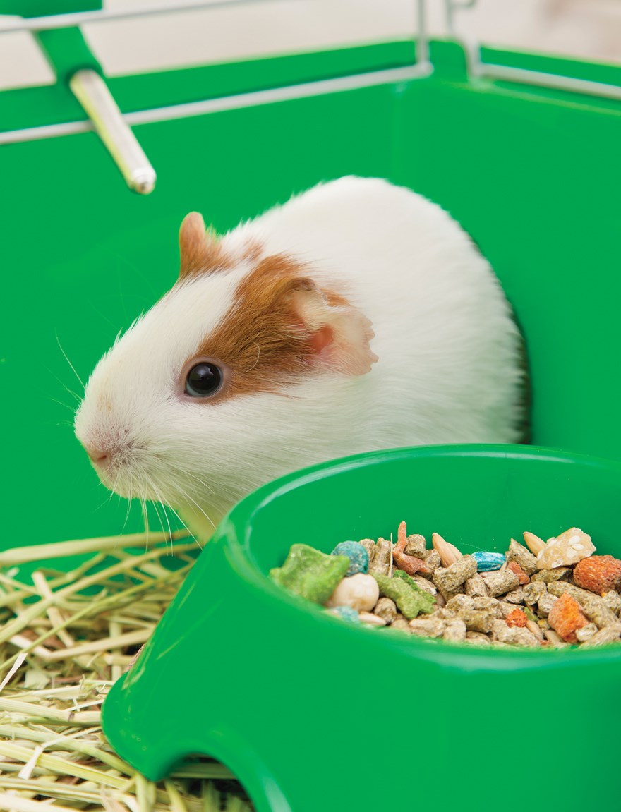 small pets