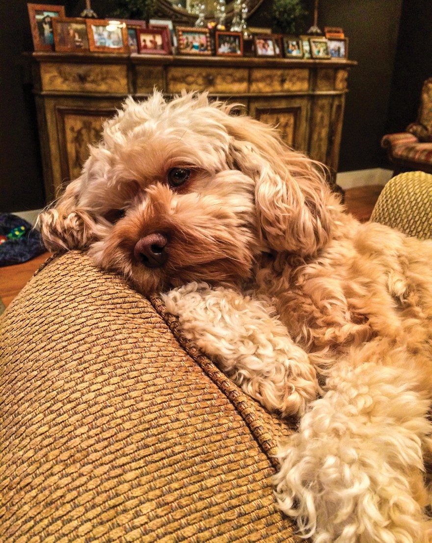 separation anxiety