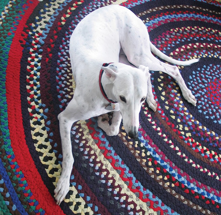 greyhounds