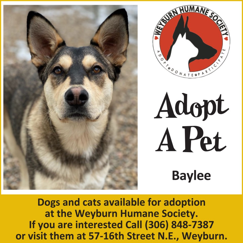 Adopt Pet