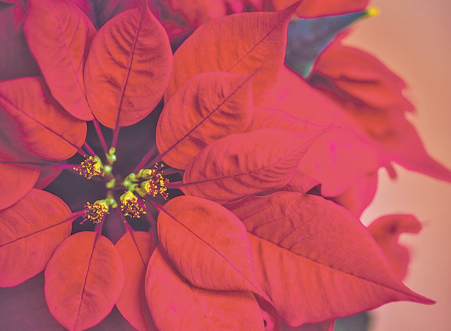 poinsettias