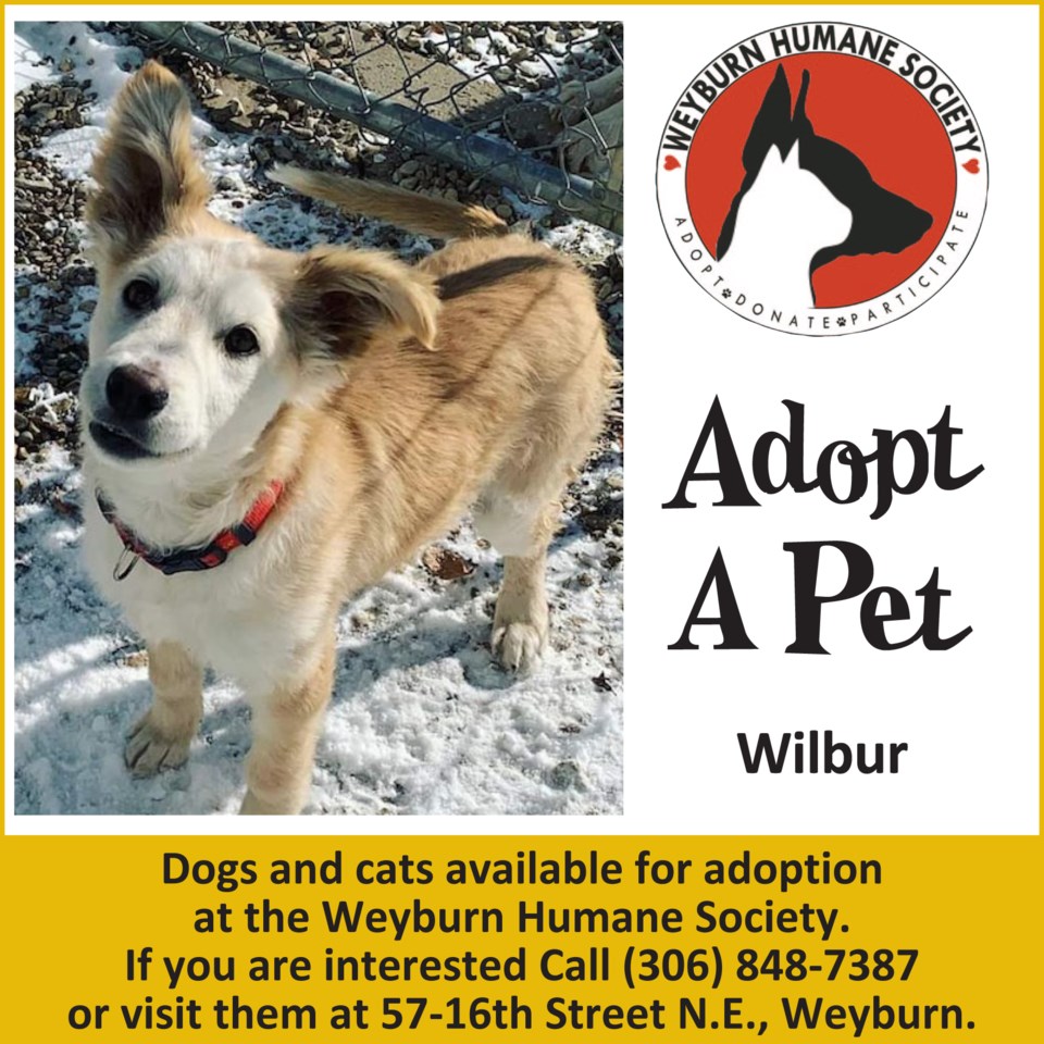Adopt a Pet: Wilbur