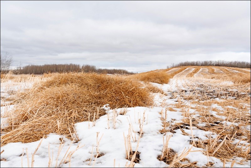 Snowmobilers and hunters will need to be mindful of the many crops still in Saskatchewan farmers’ fi