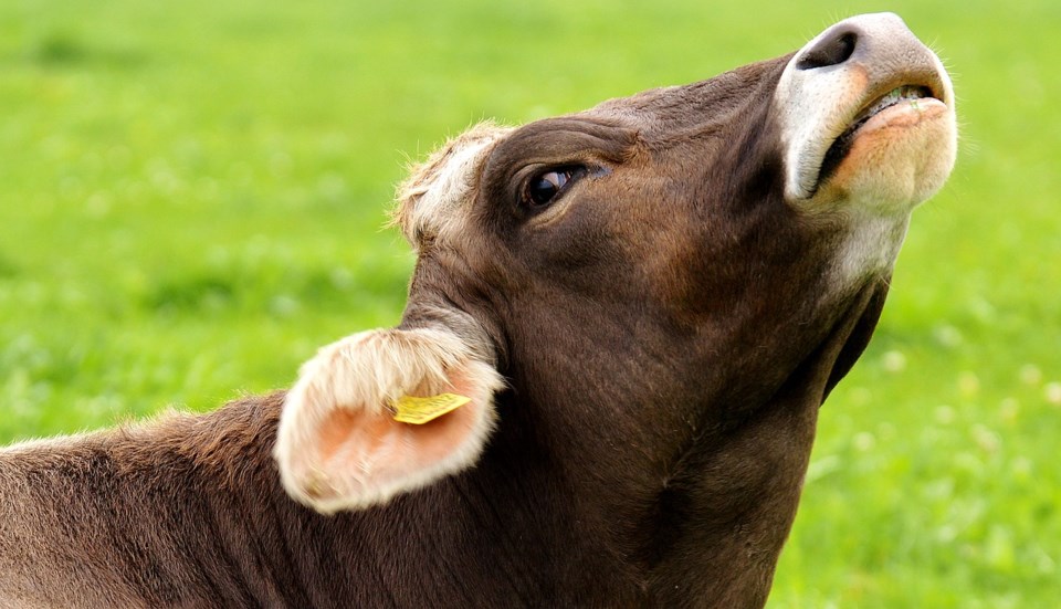 Cow