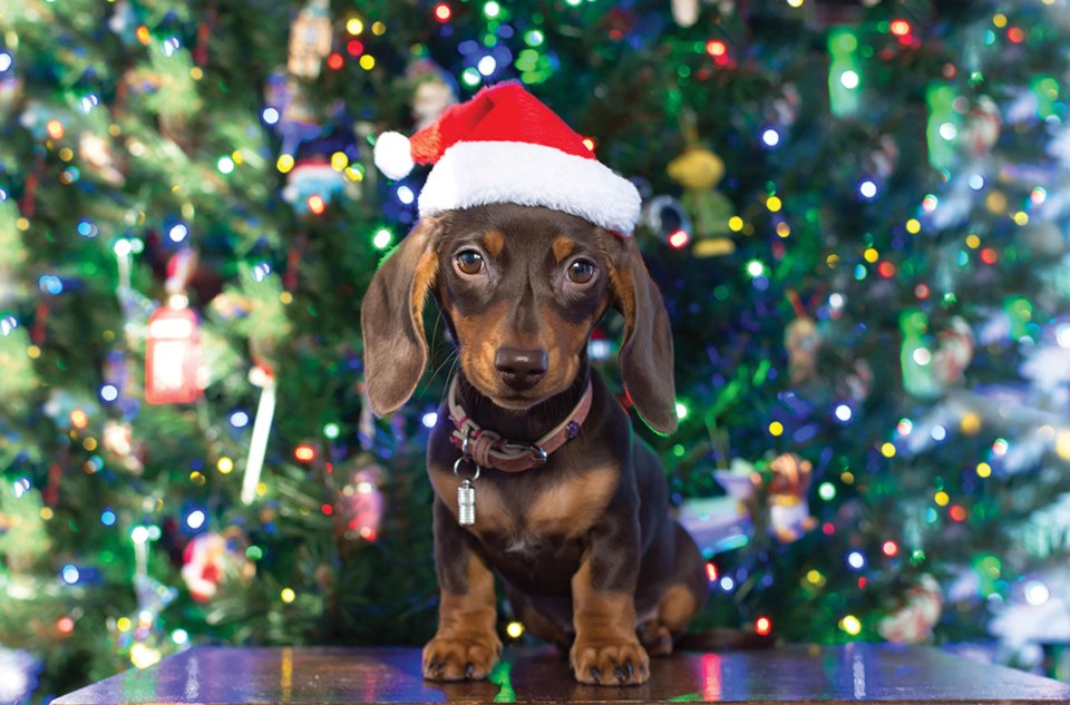 Top 10 Puppy Names for 2019 _4