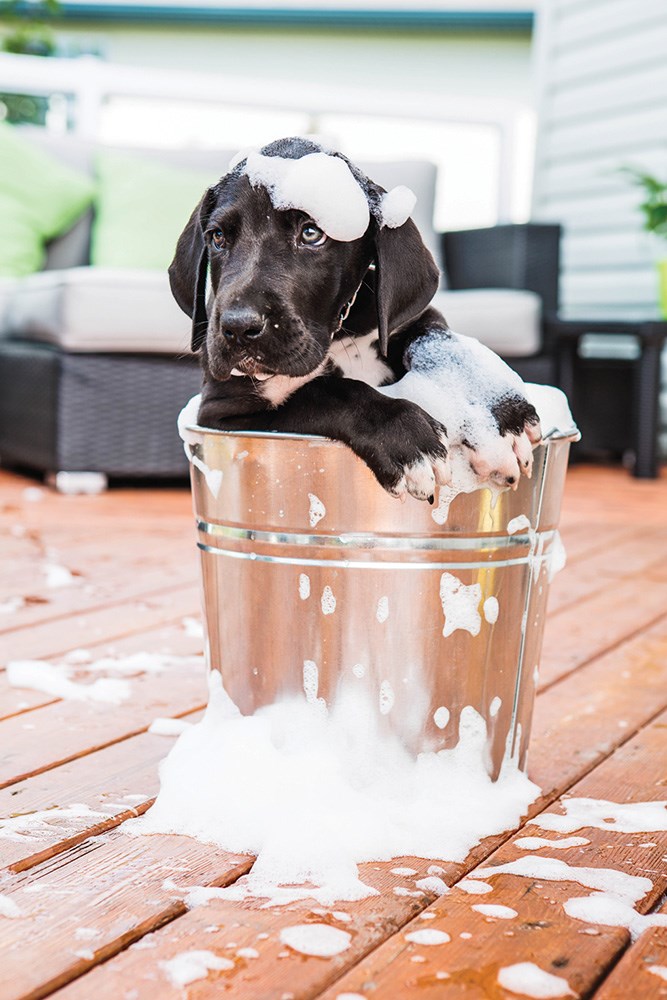 Top 10 Puppy Names for 2019 _5