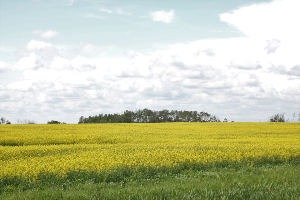 Canola