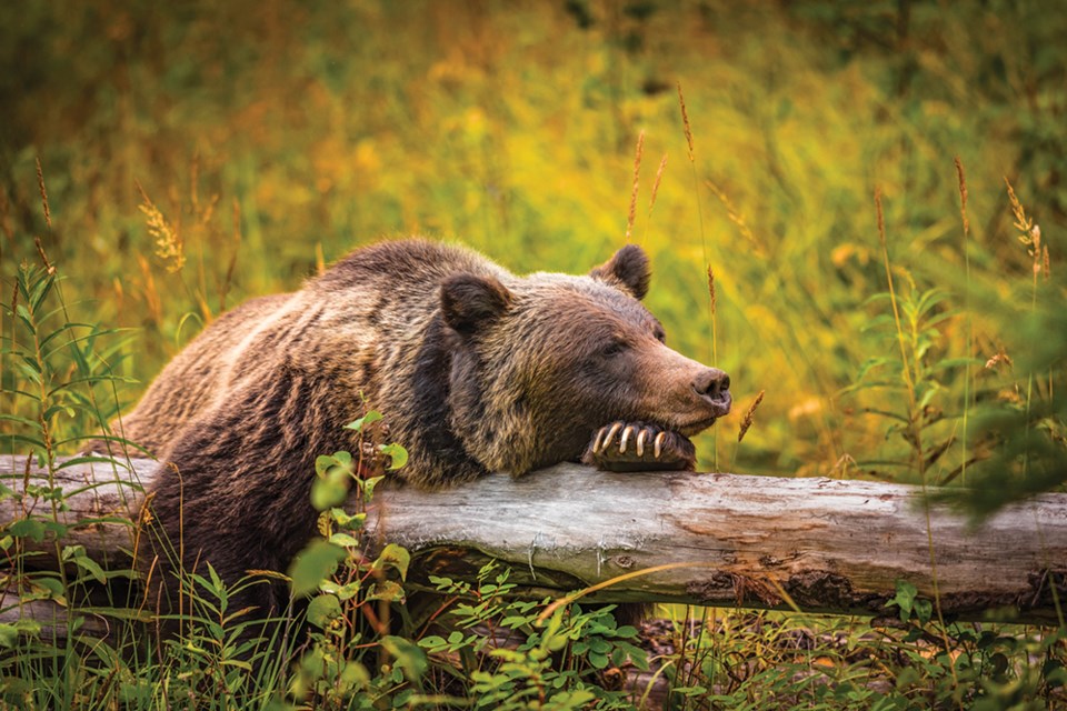 grizzly bear