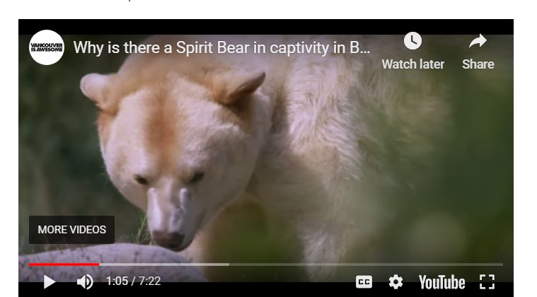 spirit bear