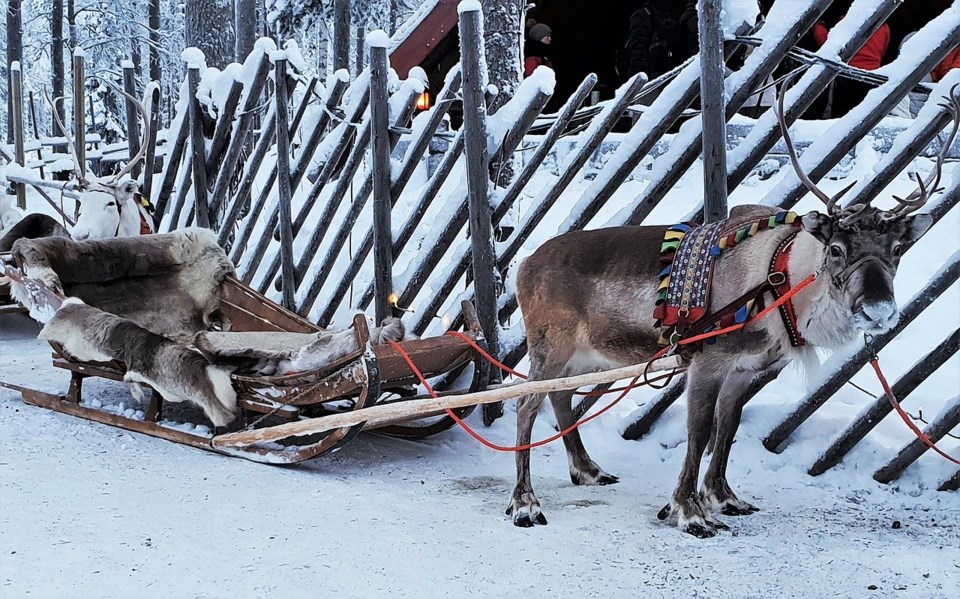 Reindeer