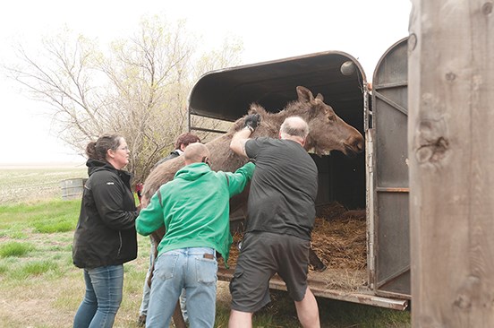 After over a year of rehabilitation in Moose Jaw, Chocolate was transported closer to its original habitat.