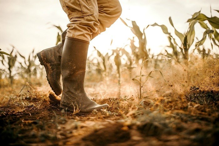 6. On the Prairies … Too dry early, too wet later