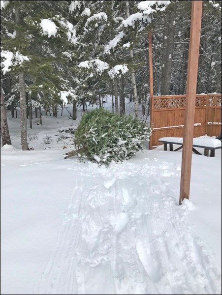 A Christmas tree in your backyard can provide important habitat for bird populations during the wint