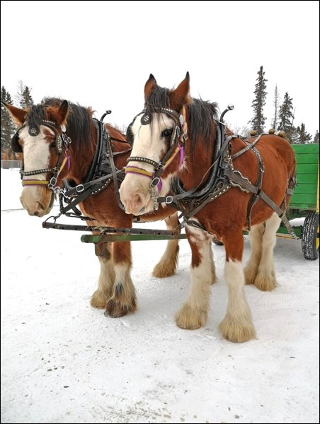 A beautiful team of Clydesdale horses owned by Marcel Duhaime from Vawn was brought to Meota for San