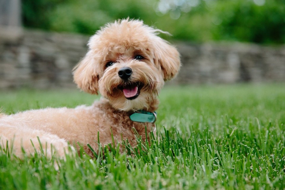 Stock photo puppy