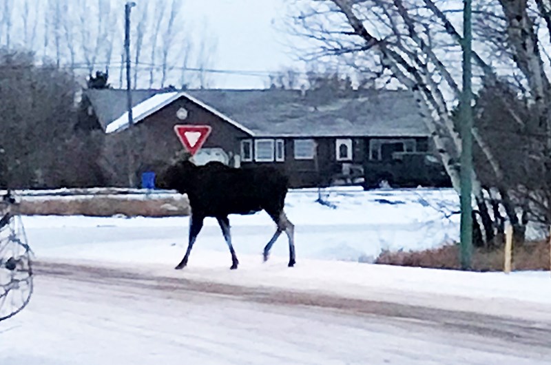 Dallas Robinson of Carlyle captured this moose on camera in Carlyle the morning of Jan. 2 on 5th Street East (north of the high school). It was heading west into town.