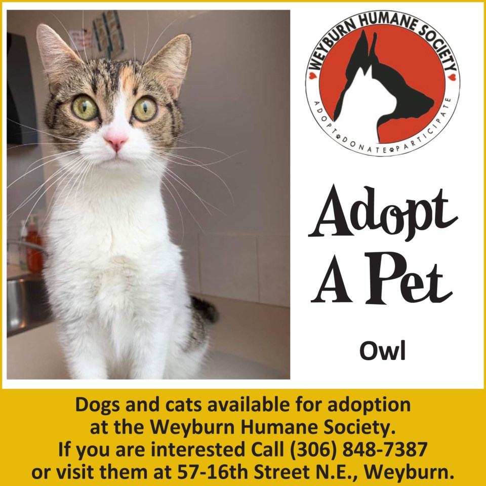 Adopt Pet Owl