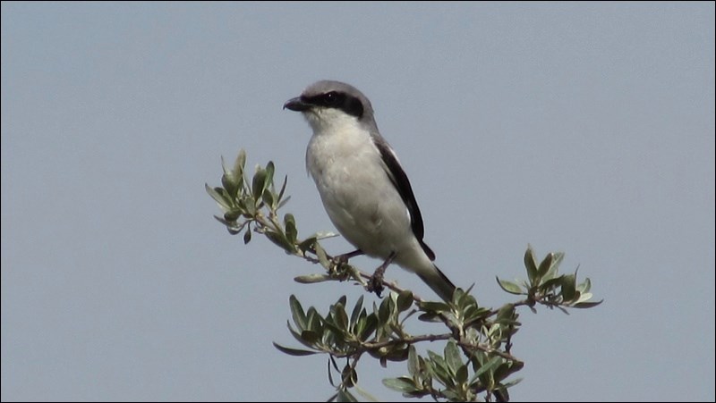 Since 1970, the United States and Canada have lost nearly three billion birds. Photos submitted