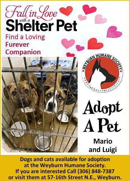 Adopt a Pet