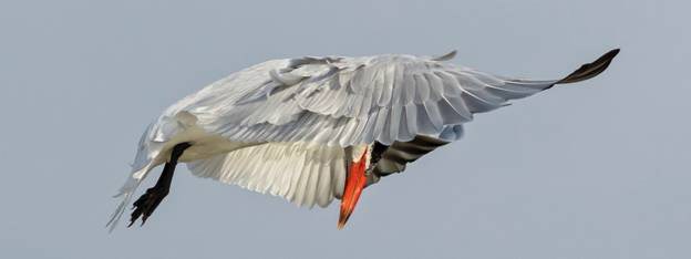 Caspian Tern by Sharon Milligan, Mississippi, 2019 GBBC.