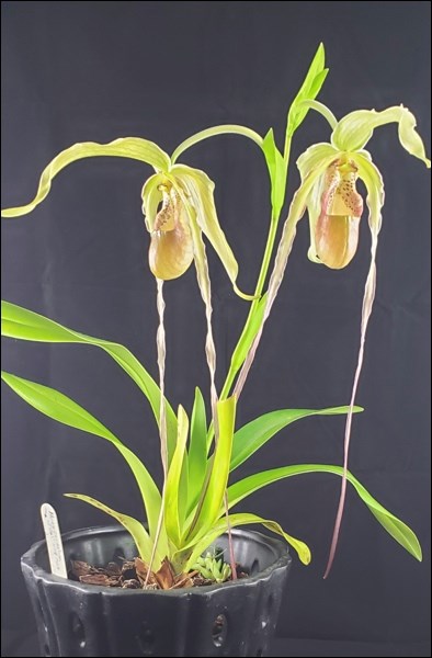 paph orchid