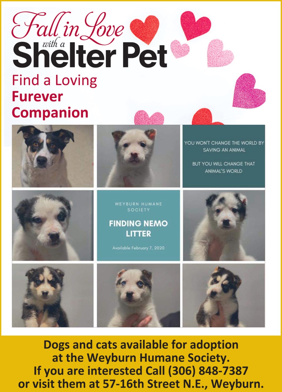 Adopt Pet Finding Nemo