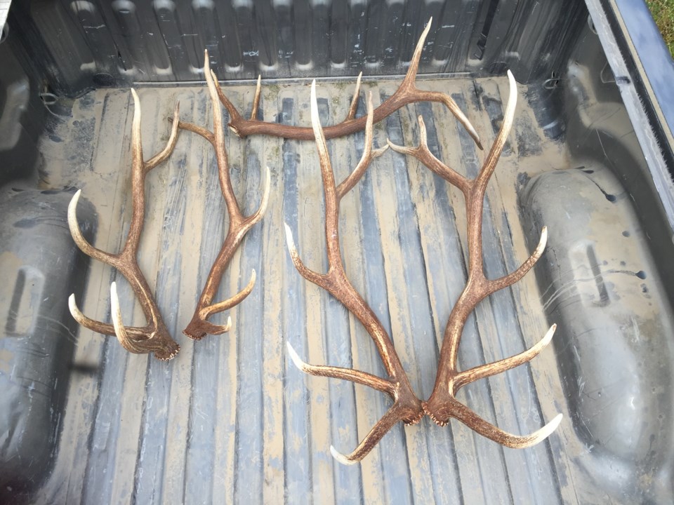 antlers