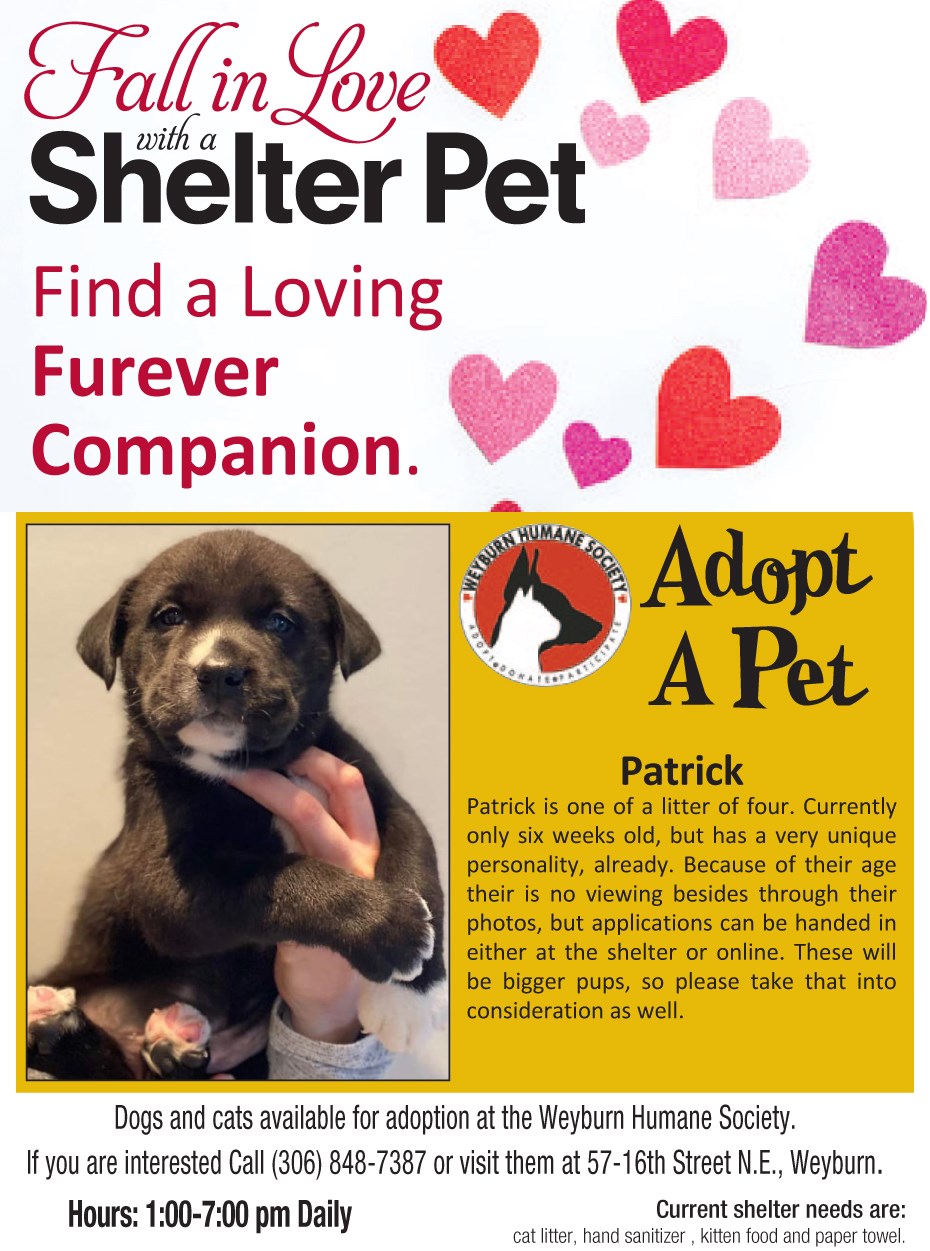 Adopt Pet Patrick