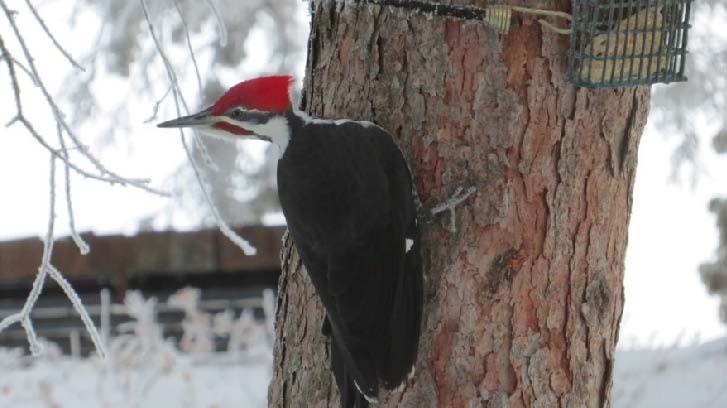 Woodpecker