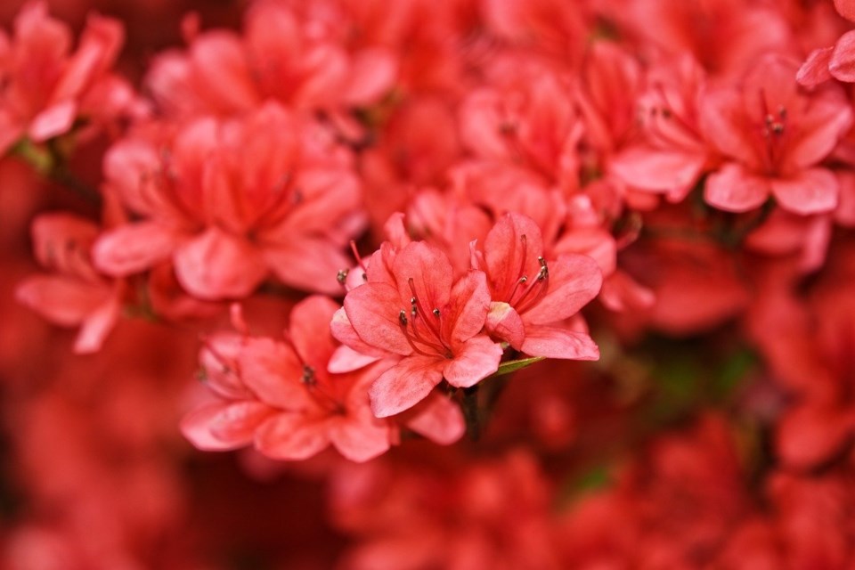 azalea