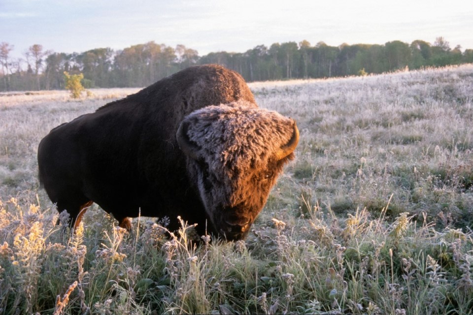 Bison