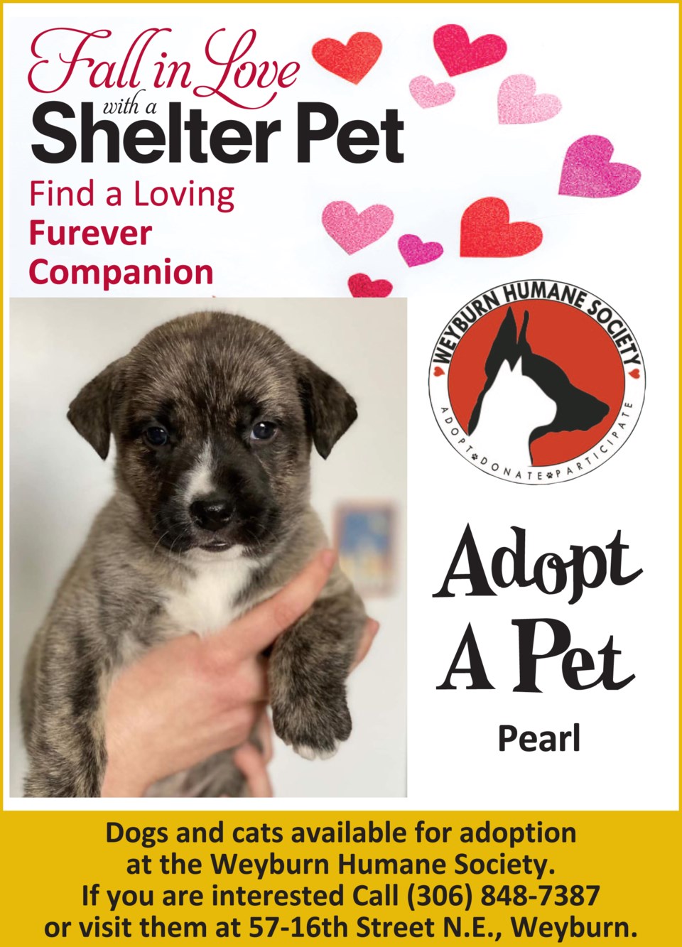Adopt Pet Pearl