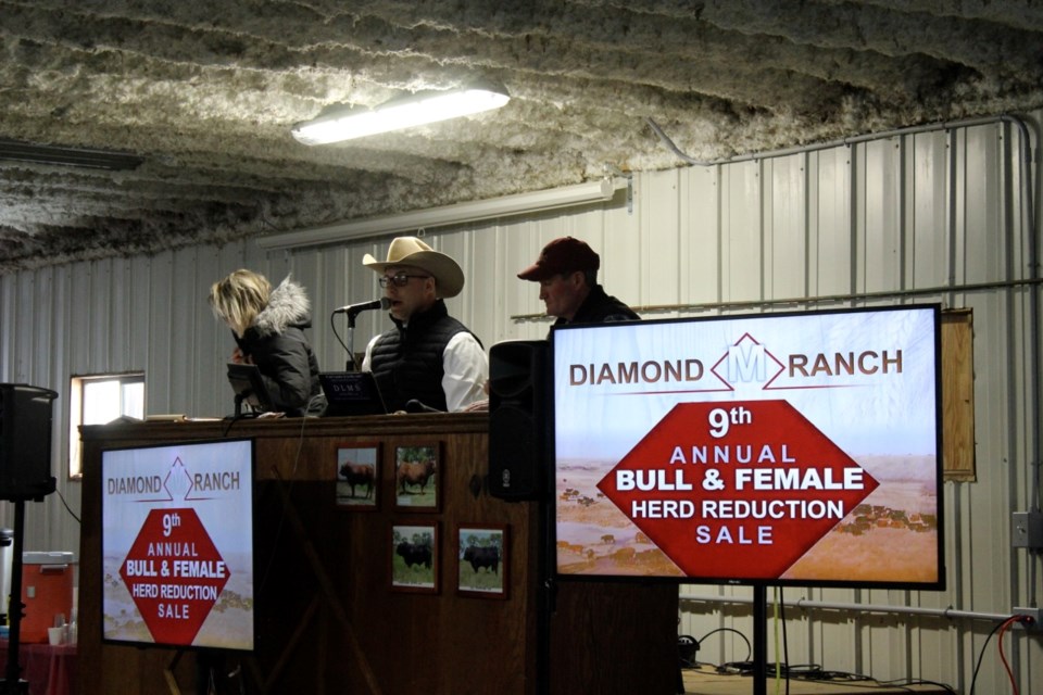 One of the two last bull sales was held at the Diamond M Ranch on Feb. 9. Photo submitted